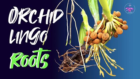 ALL about ROOTS? Why do roots STOP growing? Is it possible to SAVE damaged roots? And MORE! 🤞🏼