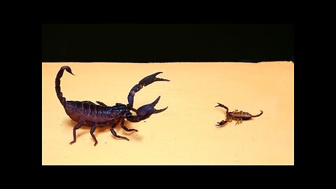 BIG SCORPION and LITTLE SCORPION MEETING