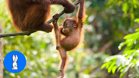 Baby orangutans are adorable- cutest compilation