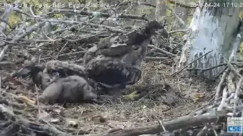 Hays Eagles Eaglet says "Look at me , I figured out what these big yellow things are for" 4.24.20