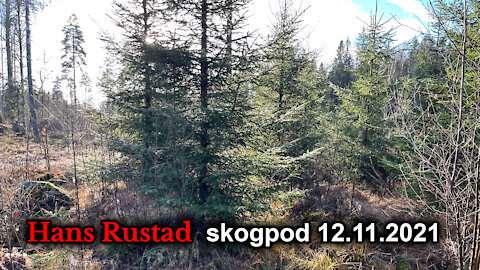 Skogpod 12. november, 2021: Selvfølgeliggjøring av ekstremisme