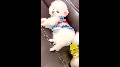 Funny little Cute Dog #viral 😂🔥😹 🤣Funny Dog Videos 2021🤣 🐶