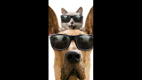 Funny cats and dogs