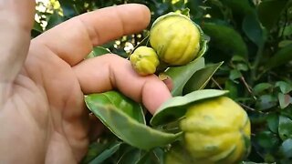 Frutíferas produzindo em vaso jabuticaba laranja jabuticaba amarela limão cajá goiaba pitanga preta