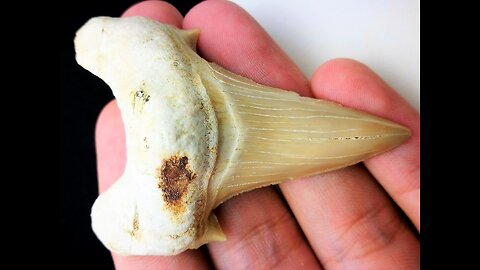 Otodus Obliquus Extinct Shark Tooth 3 Inches Long