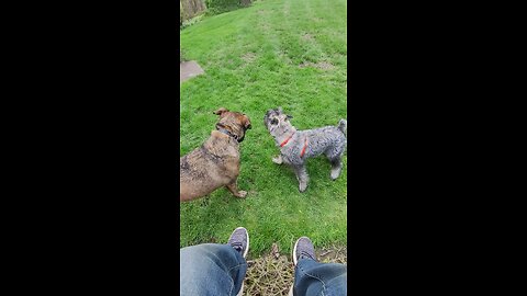 Dagr The Schnauzer - puppy play with big cuz