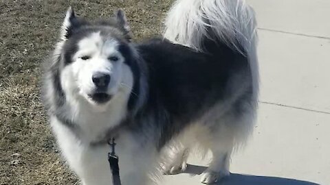 Husky Imitates Siren After Hearing Ambulance Drive By