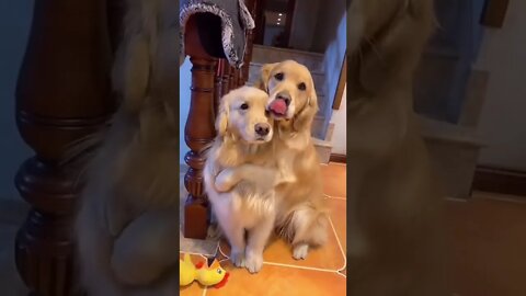 Dog hug - Home dogs gives hugs to each others #shorts