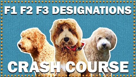 What Does F1, F2, F3, F1b & F2b Generations Mean? | CKC's Talkin' Dogs List Show