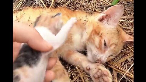 Mother cat an accident 😭😭 on the road and the kitten's cry for help😭