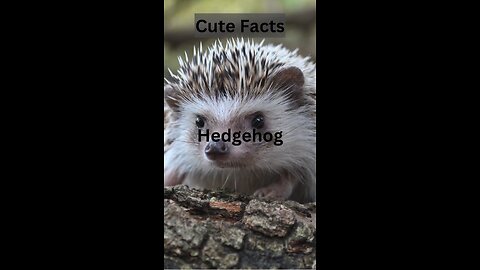 #cutefacts #hedgehog