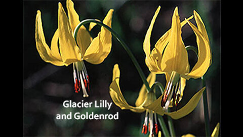 PFTTOT Part 187 Benefits of Glacier Lily and Goldenrod