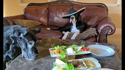 Funny Great Danes Enjoy Cinco De Mayo Tacos & A Sombrero Siesta