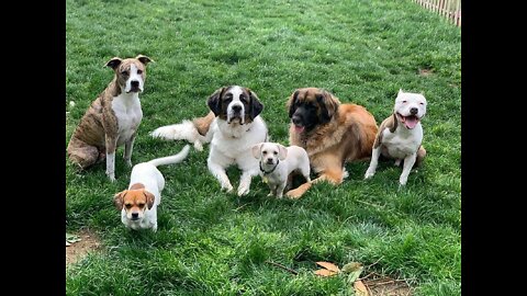 Training For Dogs Who Chase Squirrels, Cats, Rabbits, and Prey!