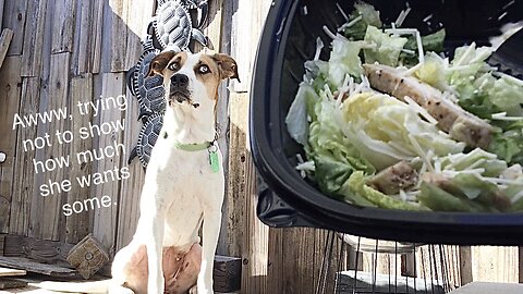 Super hungry pup eats special chicken Caesar salad