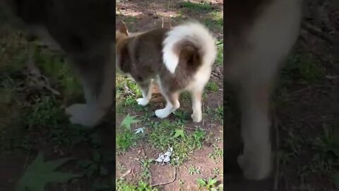 He found the BIGGEST one!! #huskypuppy #husky #huskylovers #puppy #puppylove