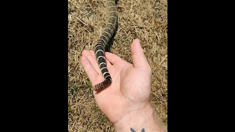 Beautiful Northern Pacific Rattlesnake