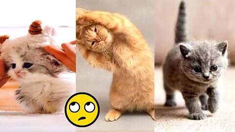 Cute and Funny Cat Videos Compilation | Funny animal videos #funnycats #animal