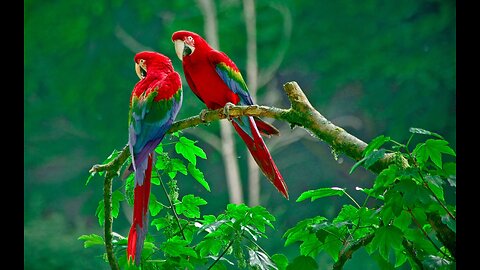 Beautiful Golden Pheasants and Wading Birds