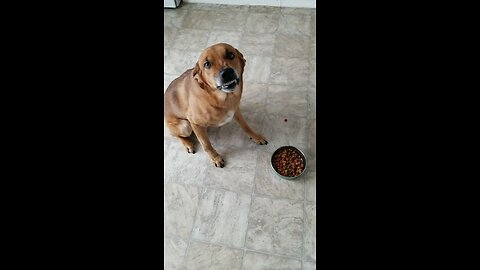 Dog hilariously frowns in disgust at his breakfast