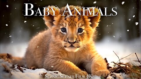 Baby Animals 4K - Wonderful World Of Young Animals - Scenic Relaxation Film