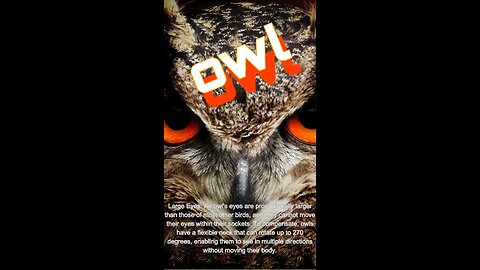 Few Interesting Facts About Owls! description: