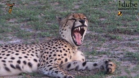 Rare And Endangered Male Cheetah Relaxing At Dusk