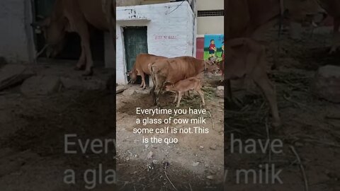 Cute calf drinking milk and famous quotes,#shorts,#cow,#animal,#calf,#calfdrink,#cowmilk,#babycow