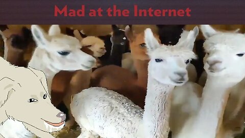 Alpacas and the Tranch - Mad at the Internet