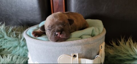 Frenchie Meeting Their New Sister For The First Time