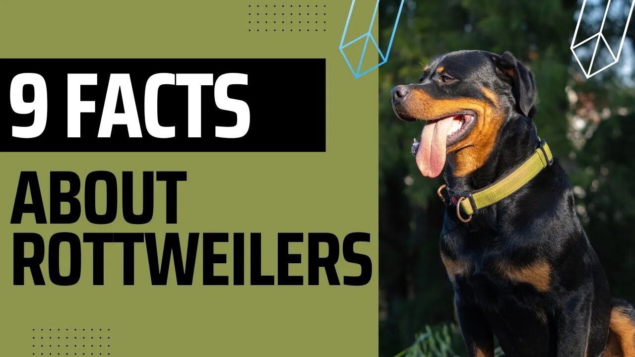 Interesting shops facts about rottweilers