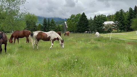 Happy Ponies at Just A Spot Farm