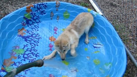 A Wolf Is Taking A Bath In Kiddies’ Pool