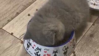 Gato adormece em taça de comida