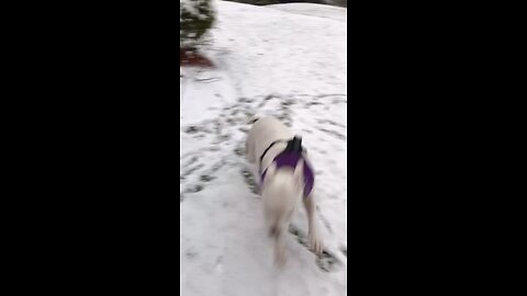 Princess Gina first time seeing snow!