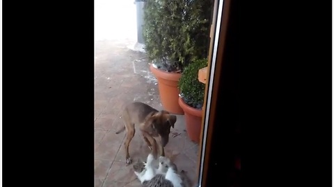 Stray dog & cat keep each other company