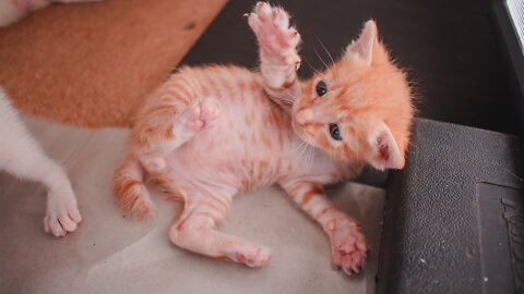 🐈Cute Kitten Playing🐈