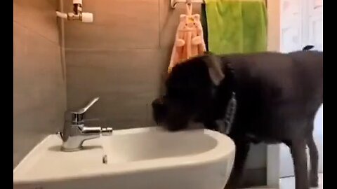 Dog Has Figured Out Water On Demand