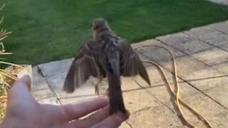 Cet homme relâche un oiseau qui s'écrase au sol