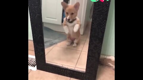 Corgi puppy sees himself for the first time on the mirror