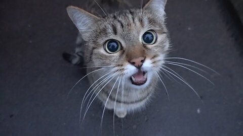 Cute cat is saying something to me