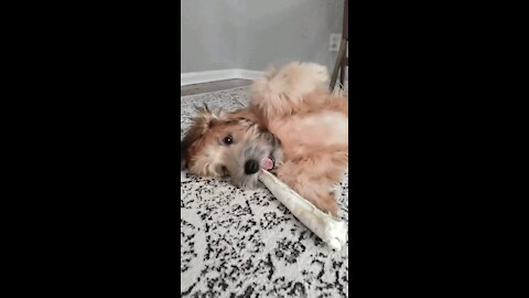 Satisfying - Dog Chewing Bone with Relaxing Music