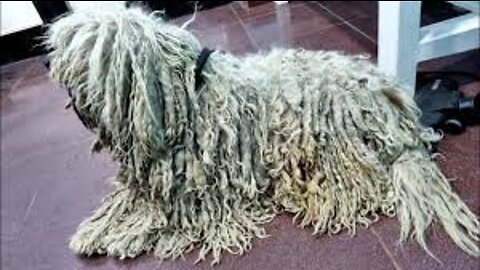 You WOULDN'T BELIEVE How This DOG Looked After We Removed These Dreadlocks