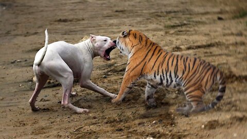 Funny Fake Lion & Fake Tiger Prank to Dog