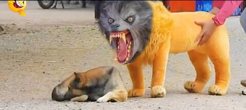 Funny animal prank 🤣Funny dog prank🥳funny lion prank