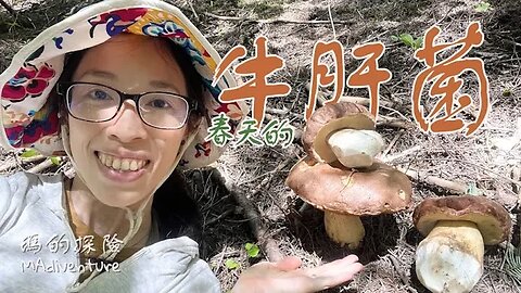 戶外探險 | 採野菇 森林裡撞見萌萌的春季牛肝菌 又圓又胖煎起來味道如何？蘑菇獵人試吃四大名菌 Foraging Porcini Mushroom Hunting Spring King Bolete