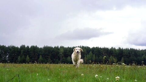 golden retriever runs over grass in slow motion