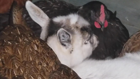 Baby Goat Sleeps In A Chicken Coop