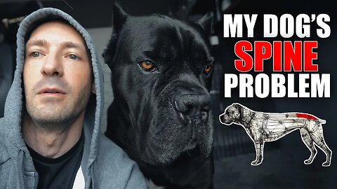 My Cane Corso's Spinal Disease - Our Journey Back To Health ep.1