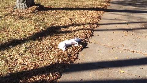 Jack Russell Terrier Dog Gets Pranked By Her Human Friends